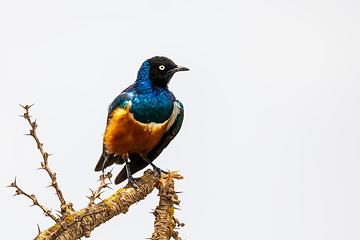 Image showing superb Starling bird, Ethiopia Wildlife