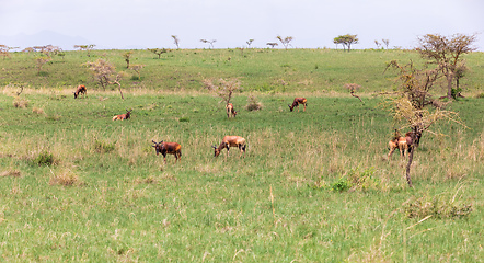 Image showing Swayne\'s Hartebeest antelope, Ethiopia wildlife