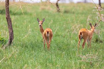 Image showing Cute Oribi antelope Ethiopia, Africa wildlife