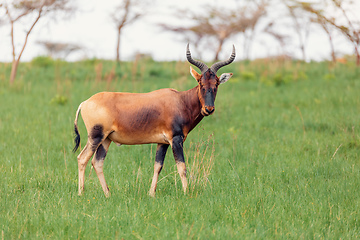 Image showing Swayne\'s Hartebeest antelope, Ethiopia wildlife