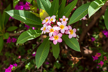 Image showing plumeria flower in nature garden