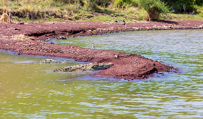 Image showing big nile crocodile, Chamo lake Falls Ethiopia