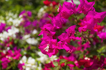 Image showing Bougainvillea flowers blooming in the garden