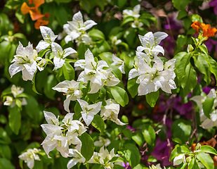 Image showing Bougainvillea flowers blooming in the garden