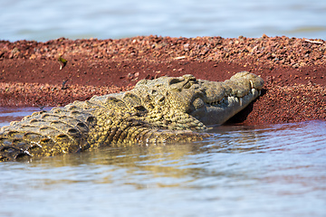 Image showing big nile crocodile, Chamo lake Falls Ethiopia