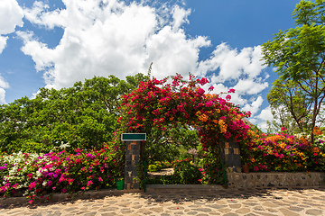 Image showing Bougainvillea flowers blooming in the garden