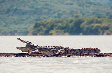 Image showing big nile crocodile, Chamo lake Falls Ethiopia