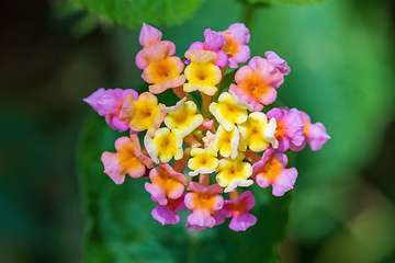 Image showing Lantana Camara flowers, Ethiopia Africa