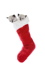 Image showing Kittens In A Sock