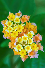 Image showing Lantana Camara flowers, Ethiopia Africa