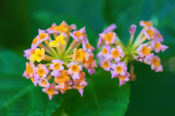 Image showing Lantana Camara flowers, Ethiopia Africa