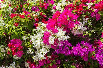 Image showing Bougainvillea flowers blooming in the garden