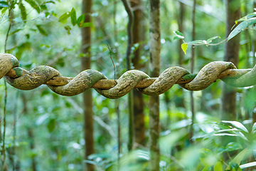 Image showing Madagascar rainforest creeper liana