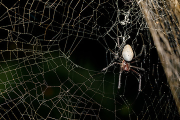 Image showing big white spider Nephilengys livida Madagascar