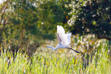 Image showing Heron In Flight, Masoala Madagascar