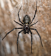 Image showing big white spider Nephilengys livida Madagascar