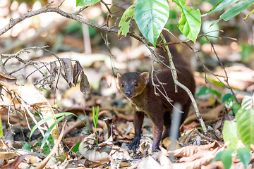 Image showing Ring-tailed mongoose Madagascar wildlife