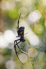 Image showing big white spider Nephilengys livida Madagascar