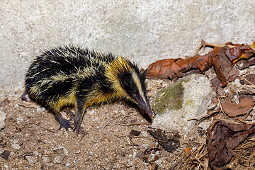 Image showing Endemic Tailless Tenrec, Madagascar Wildlife