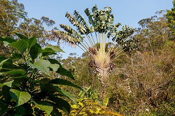 Image showing Ravenala palm, traveler tree symbol of Madagascar