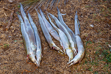 Image showing Freshly caught fish, madagascar