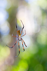 Image showing Golden silk orb-weaver on net Madagascar wildlife