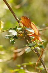 Image showing Parson\'s chameleon (Calumma parsonii)