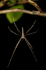 Image showing orb-weaver spider spider, Madagascar wildlife