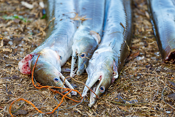Image showing Freshly caught fish, madagascar