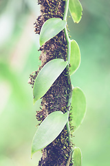 Image showing Closeup of The Vanilla plant, Madagascar