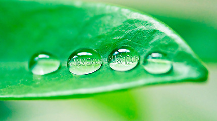 Image showing Sustainability, water drop and environment with leaf of trees for summer, forest and rain condensation. Growth, garden and spring with bubble of morning dew on plant for ecology, nature and conserve