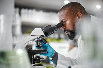 Image showing Biologist, microscope and laboratory scientist in plant growth analytics, food engineering or leaf medical research. Mature man, worker or employee with science magnify technology for sustainability