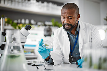 Image showing Man, stress or anxiety and laboratory sample, petri dish fail or leaf engineering mistake in medical research or food growth. Biologist, scientist or worker and science glass in plant pharma crisis