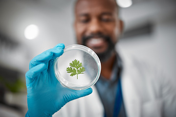 Image showing Laboratory, petri dish or hands with leaf sample in medical engineering, gmo food analytics or farming innovation. Zoom, scientist or man with science plant in glass pharma study for climate change