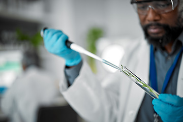 Image showing Plant, hands or pipette for test tube science of leaf in laboratory pharma, medical science research or gmo food engineering. Zoom, man or scientist with biology dropper or glass equipment for growth