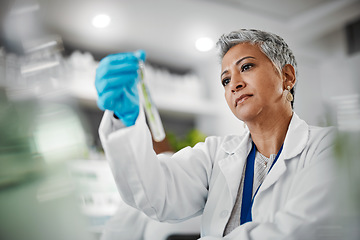 Image showing Science, test tube and senior woman scientist doing research, experiment or test on plants in lab. Ecology, glass and elderly female botanist studying natural leaves in eco friendly botany laboratory