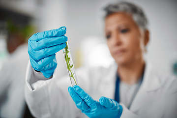 Image showing Plant scientist, hands or test tubes in laboratory pharma, medical science research or gmo food engineering. Zoom, woman or biologist and glass equipment in leaf healthcare, sustainability or growth