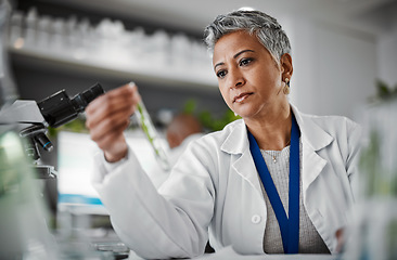 Image showing Botany, test tube and senior female scientist doing research, experiment or test on plants in lab. Ecology, glass vial and elderly woman botanist studying leaves in eco friendly science a laboratory.