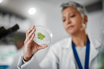 Image showing Laboratory, petri dish or woman with leaf sample in medical engineering, gmo food analytics or farming innovation. Zoom, scientist or hands with science plant in glass pharma study for climate change