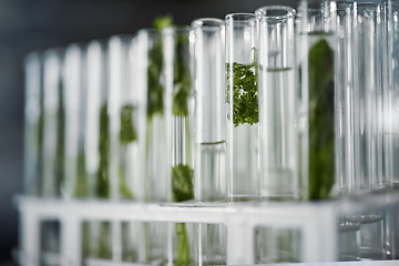 Image showing Plant science, test tubes and laboratory for research, analysis or floral experiment. Agriculture, growth and green leaf, plants or herbs soaked in chemical liquid or water vial for botany in lab.