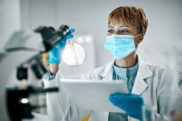 Image showing Doctor, microscope or black woman on tablet and test tube in science lab for DNA research, medical or medicine data analysis. Scientist, healthcare or nurse on health, innovation or covid virus study