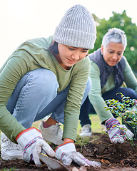 Image showing Plants, community service and woman volunteering in park, garden and nature for sustainability. Climate change, team and tree gardening in sand for earth day project, growth and green ecology in soil
