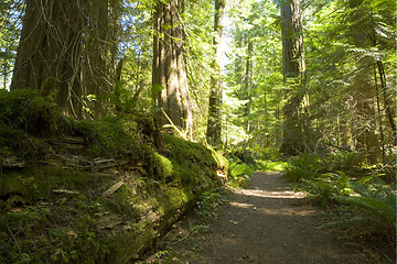 Image showing Olympic National Park