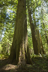 Image showing Olympic National Park