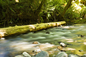 Image showing Olympic National Park