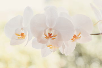 Image showing romantic white flower orchid