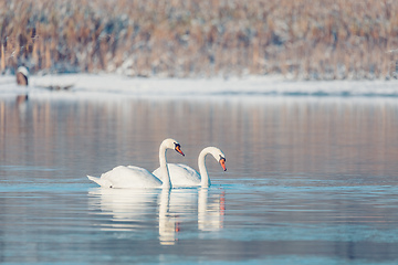 Image showing Wild bird mute swan in winter on pond