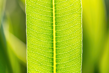 Image showing Green Leaf Texture background