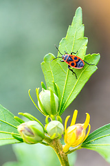 Image showing The firebug, common insect Europe wildlife