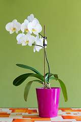 Image showing romantic white orchid on the desk